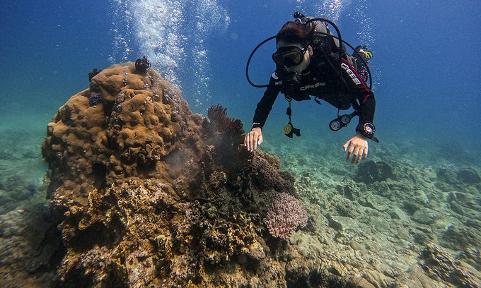 Nha Trang to suspend scuba tours to protect coral reefs