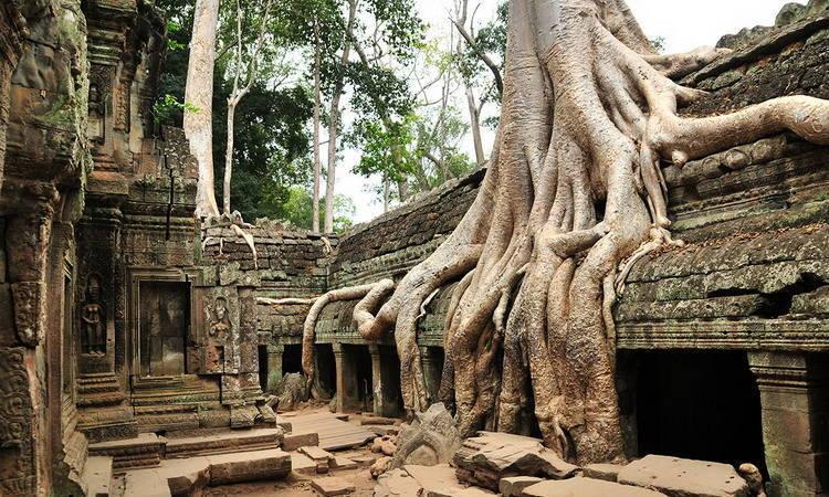 Ta Prohm Temple in Cambodia
