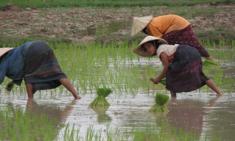 Best of Laos Tour